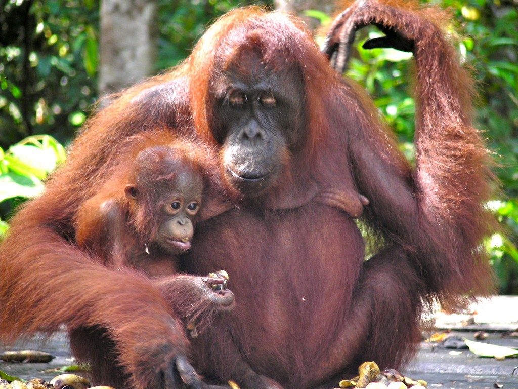 Orangutan