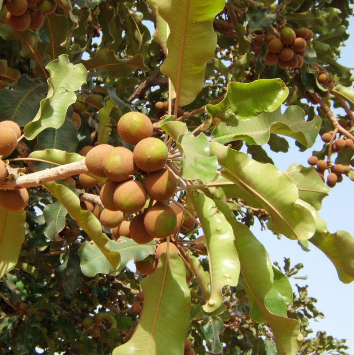 Shea Tree