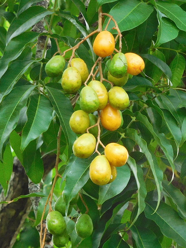 Wild mango tree
