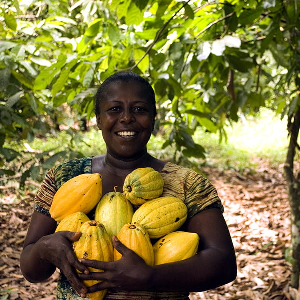 cocoa-pods Cocoa Harvesting