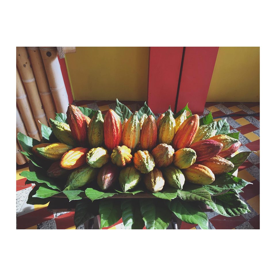 cocoa pods cocoa pods