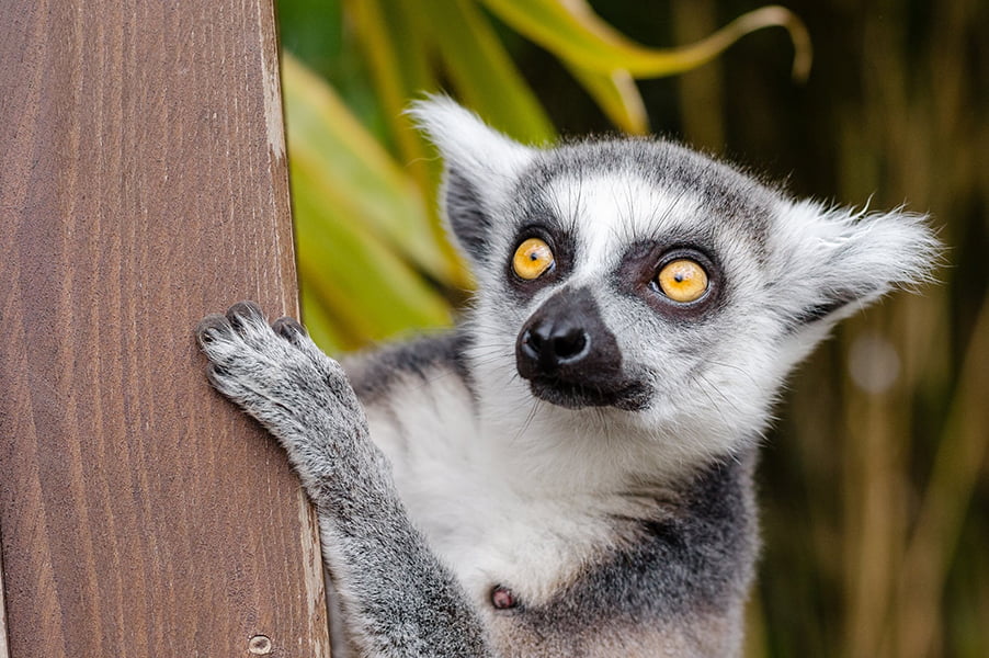 madagascar