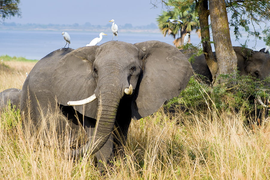 uganda