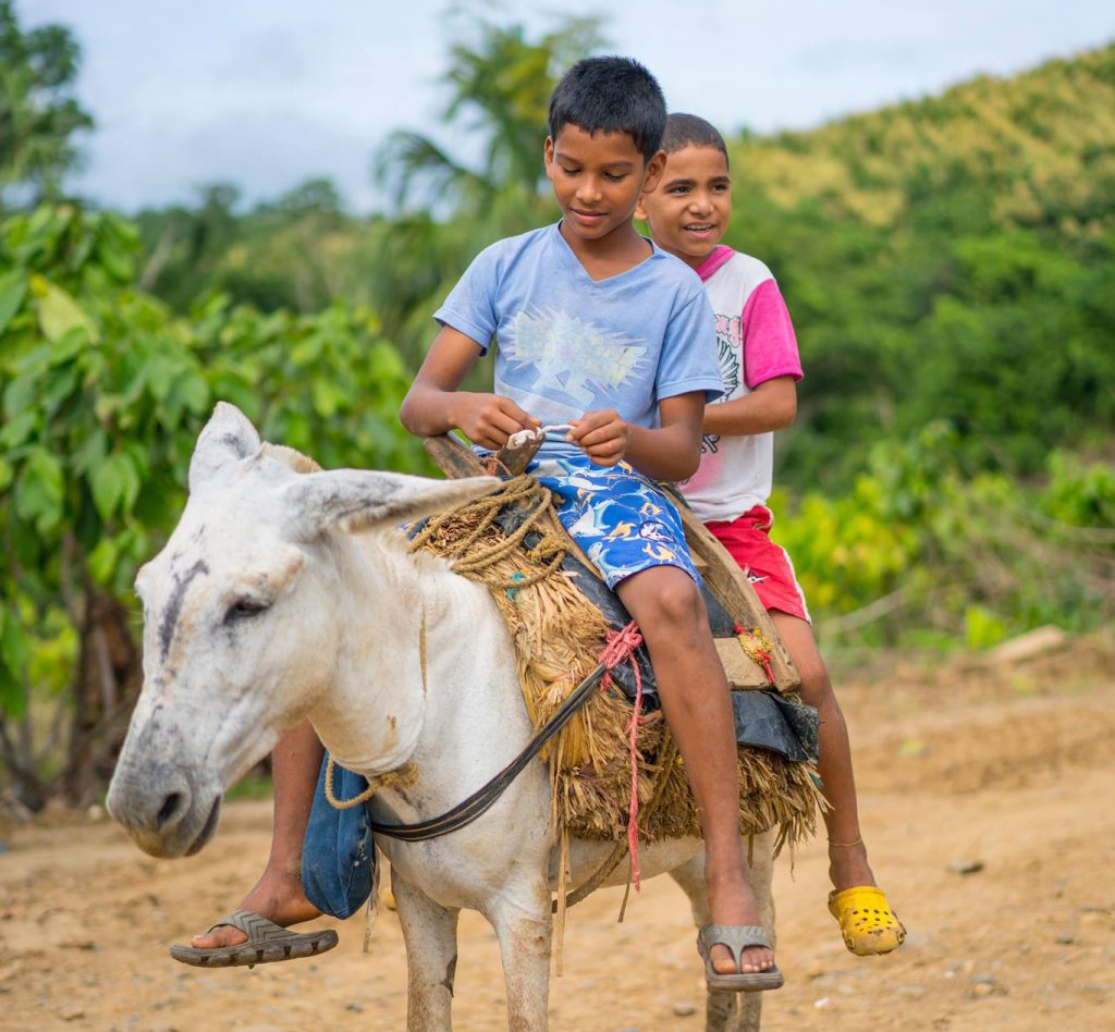 donkey ride the chocolate dream