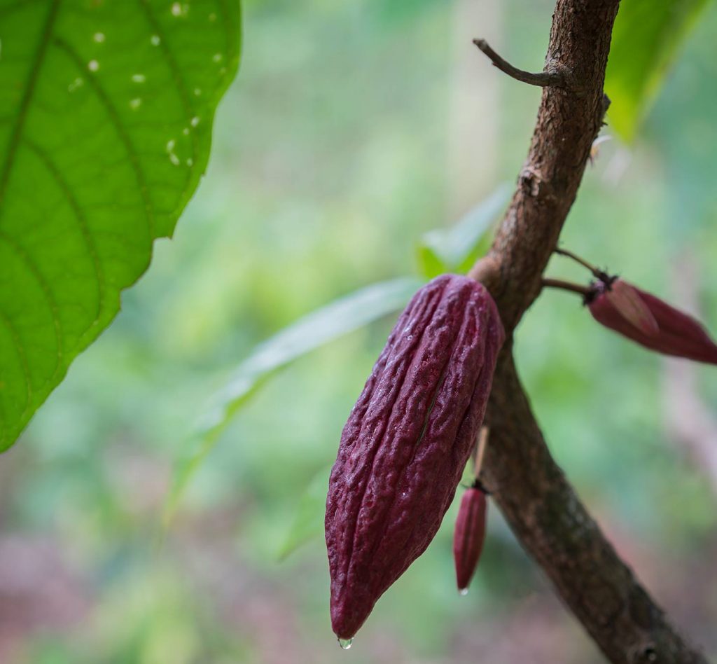 cocoa bean