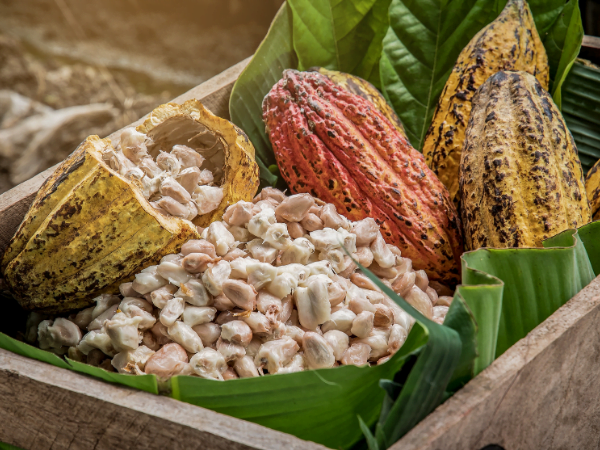 Cocoa Pods and cocoa pulp