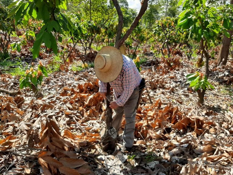 Cacao Farmer
