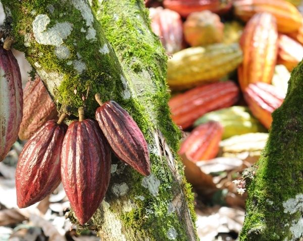 Cocoa pods on a cocoa tree