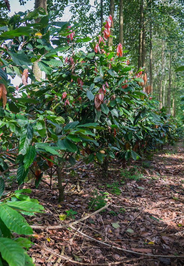 Cocoa Trees & Melina Trees