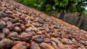 Coco beans section - joining gift image