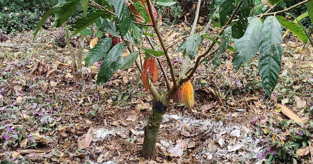 A cocoa tree