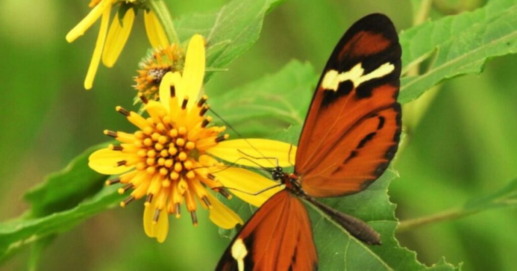 Butterfly on a yellow plant